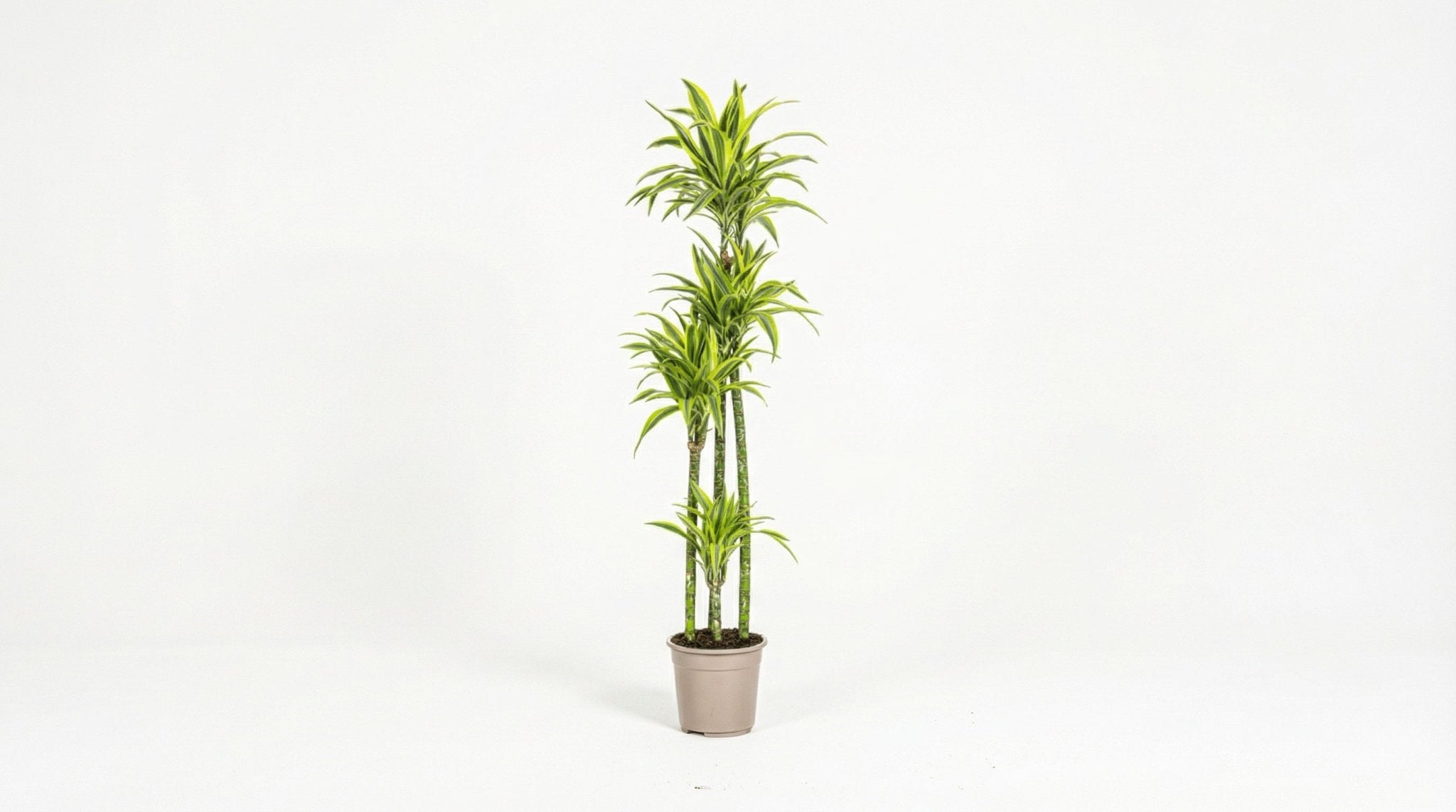 Dracaena Deremensis 'Lemon Lime' P 27 H 170 tot 190 cm - 45246 - PlantenShop24