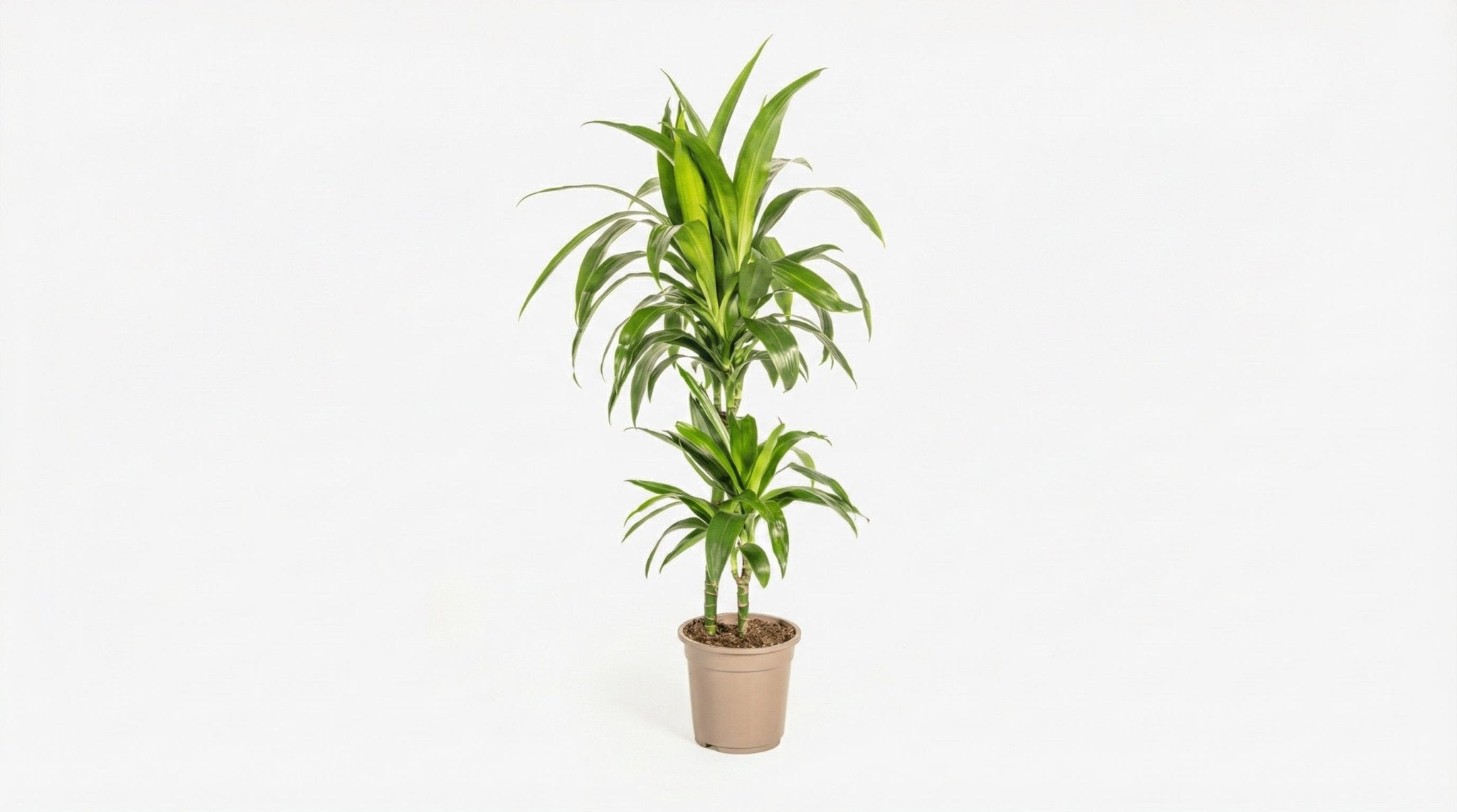 Dracaena Deremensis 'Lisa' P 19 H 70 tot 90 cm - 39749 - PlantenShop24