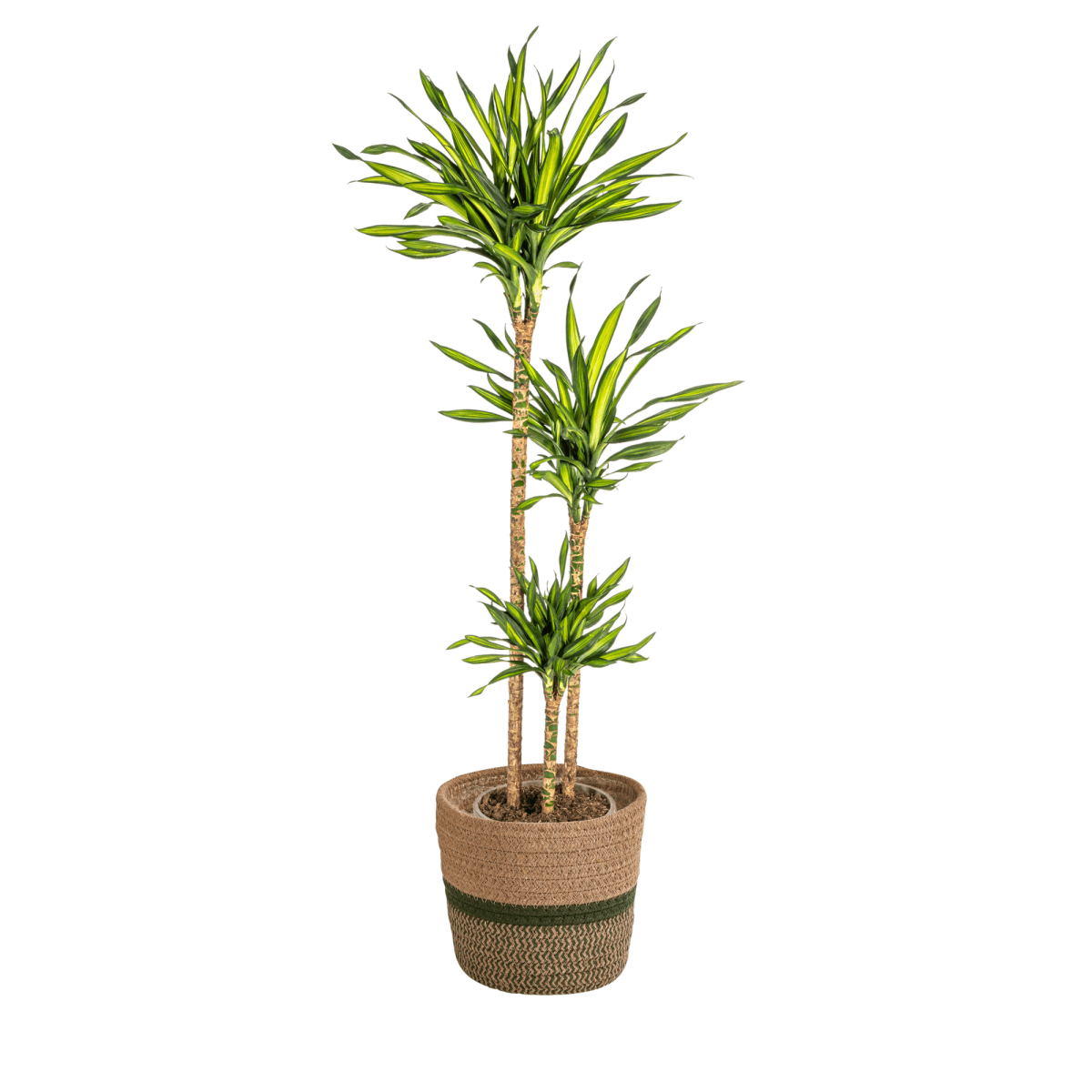 Dracaena Deremensis 'Rikki' (met mand) P 24 H 130 tot 150 cm - 48773 - PlantenShop24