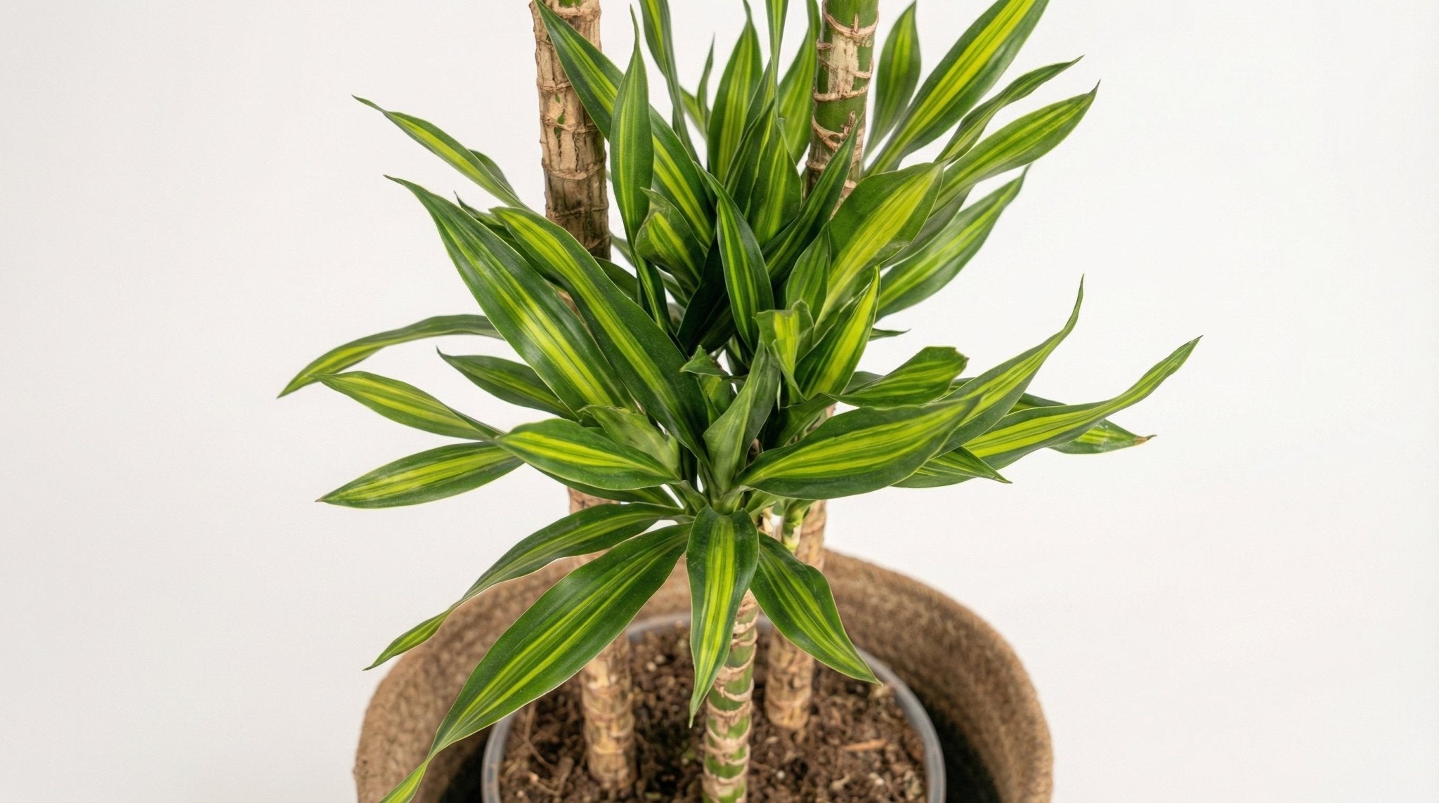 Dracaena Deremensis 'Rikki' (met mand) P 24 H 130 tot 150 cm - 48773 - PlantenShop24