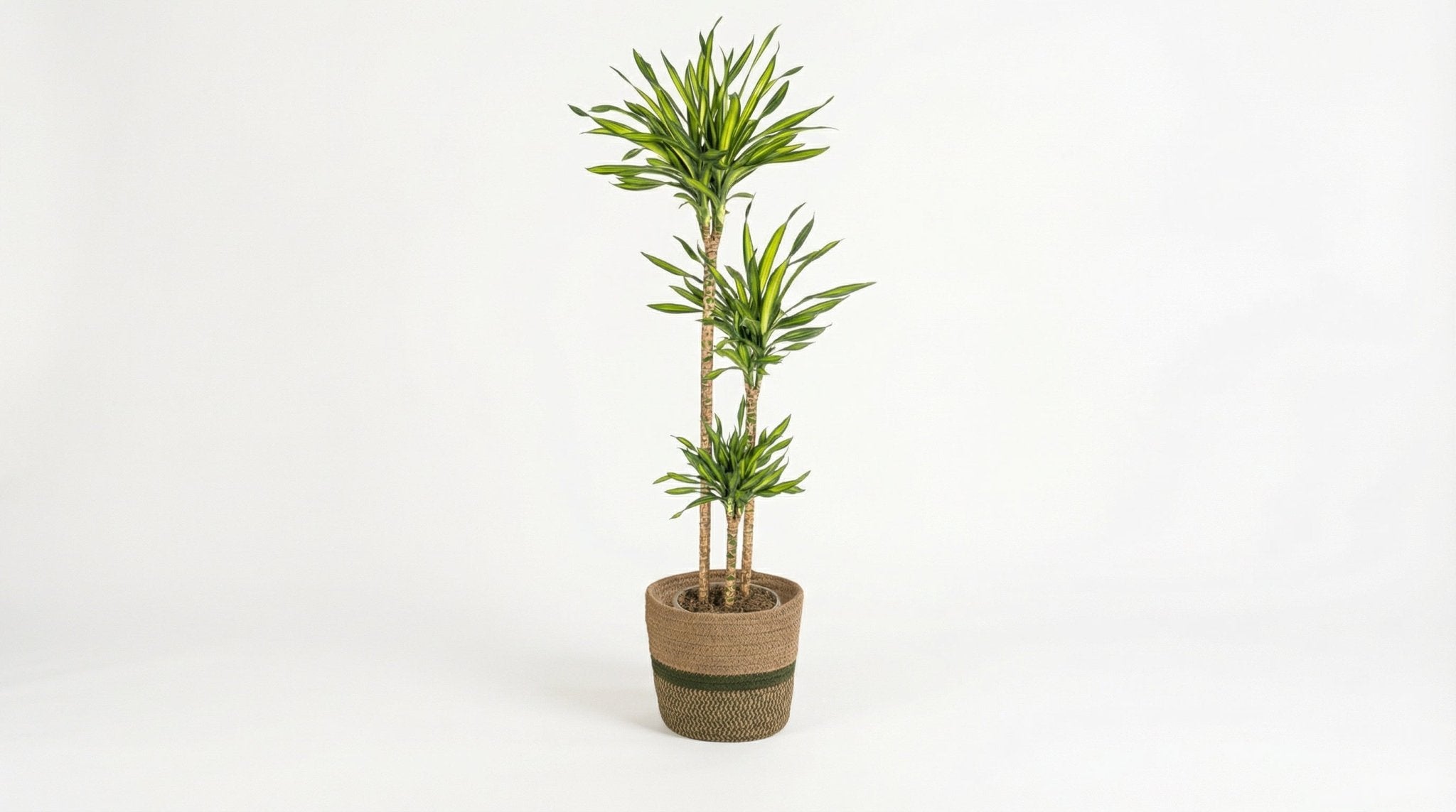 Dracaena Deremensis 'Rikki' (met mand) P 24 H 130 tot 150 cm - 48773 - PlantenShop24