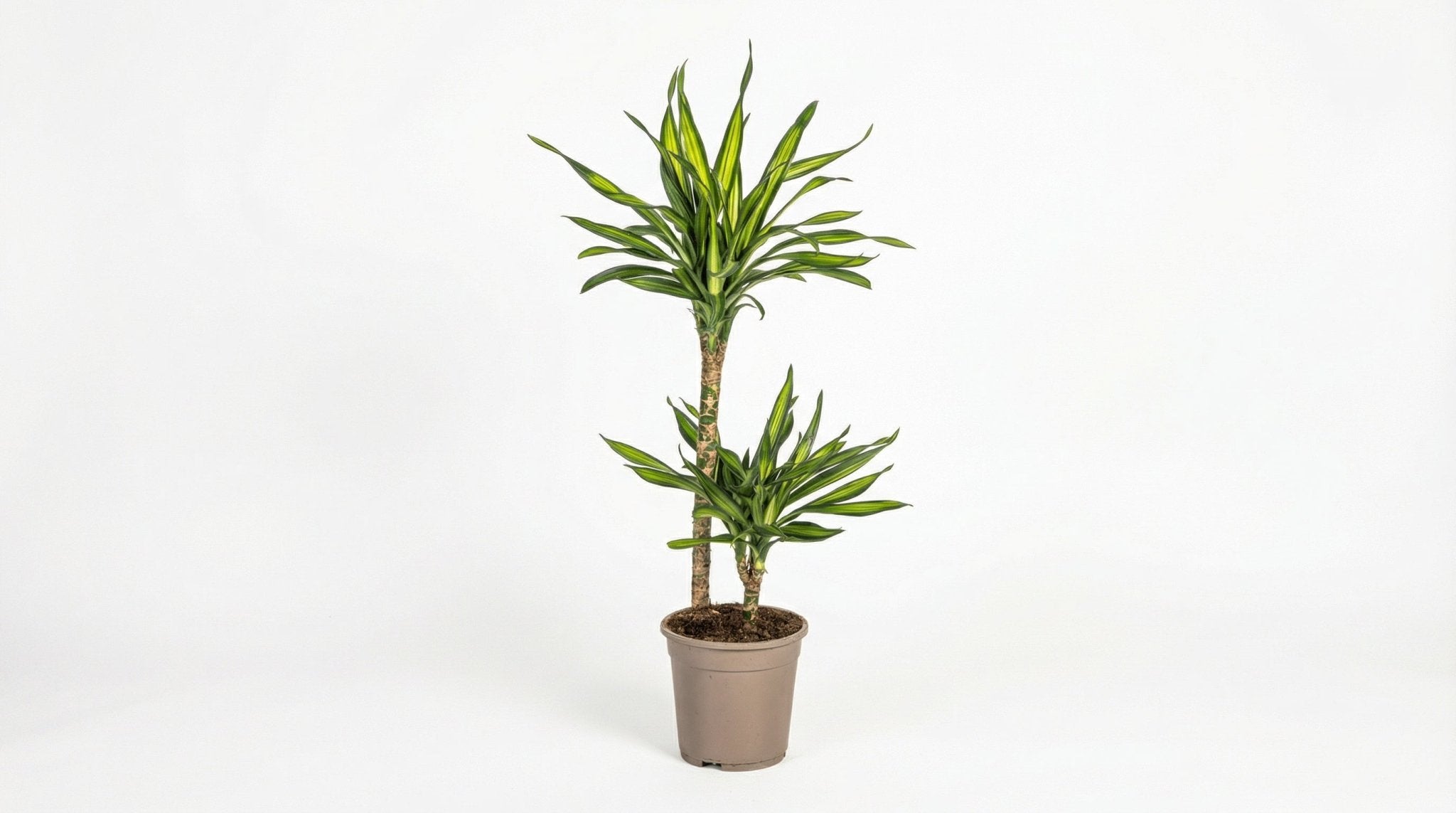 Dracaena Deremensis 'Rikki' P 19 H 70 tot 90 cm - 39755 - PlantenShop24