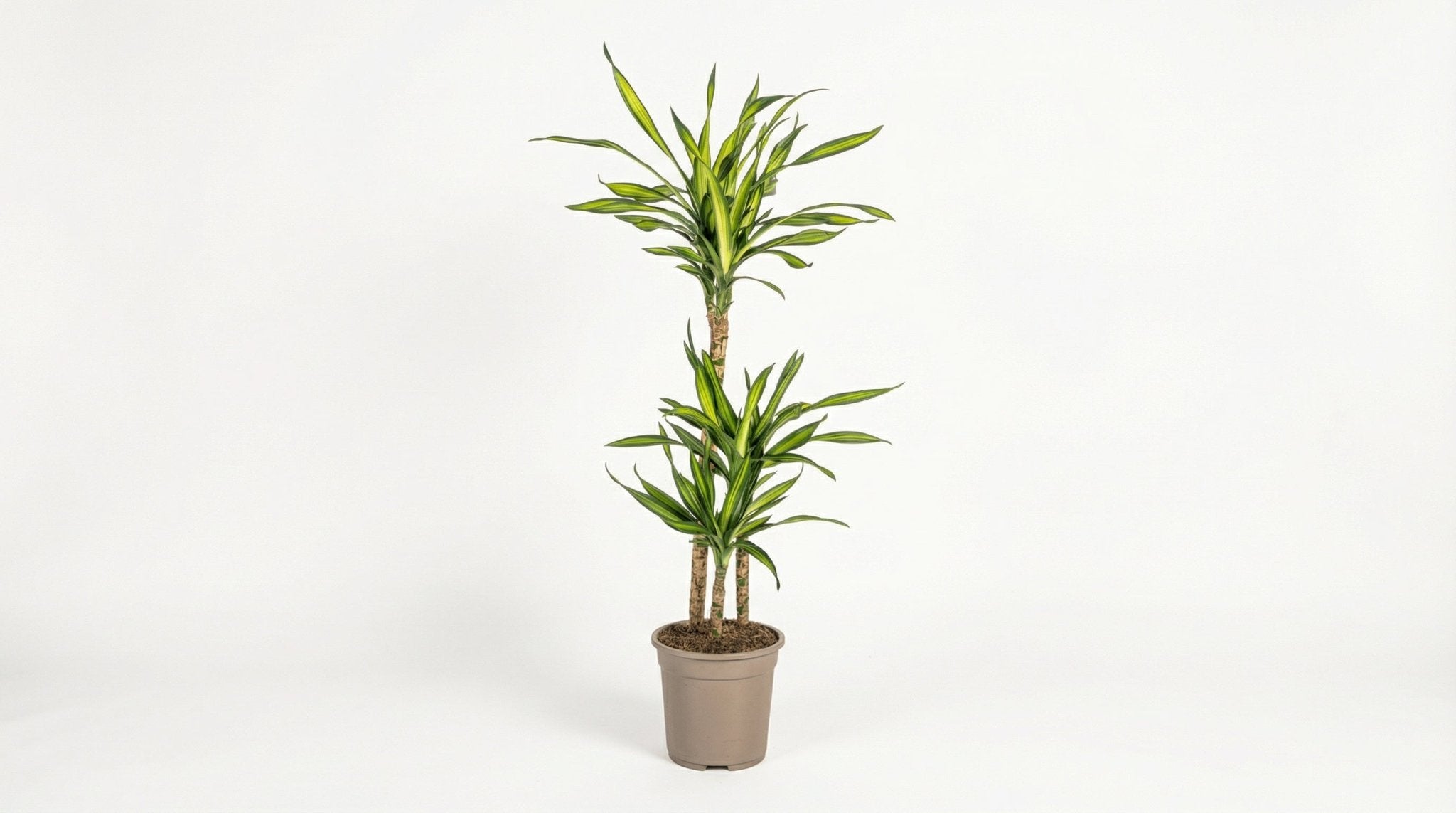 Dracaena Deremensis 'Rikki' P 21 H 90 tot 110 cm - 39757 - PlantenShop24