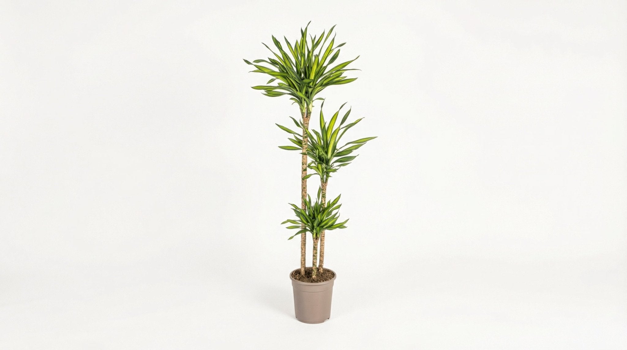 Dracaena Deremensis 'Rikki' P 24 H 130 tot 150 cm - 39759 - PlantenShop24