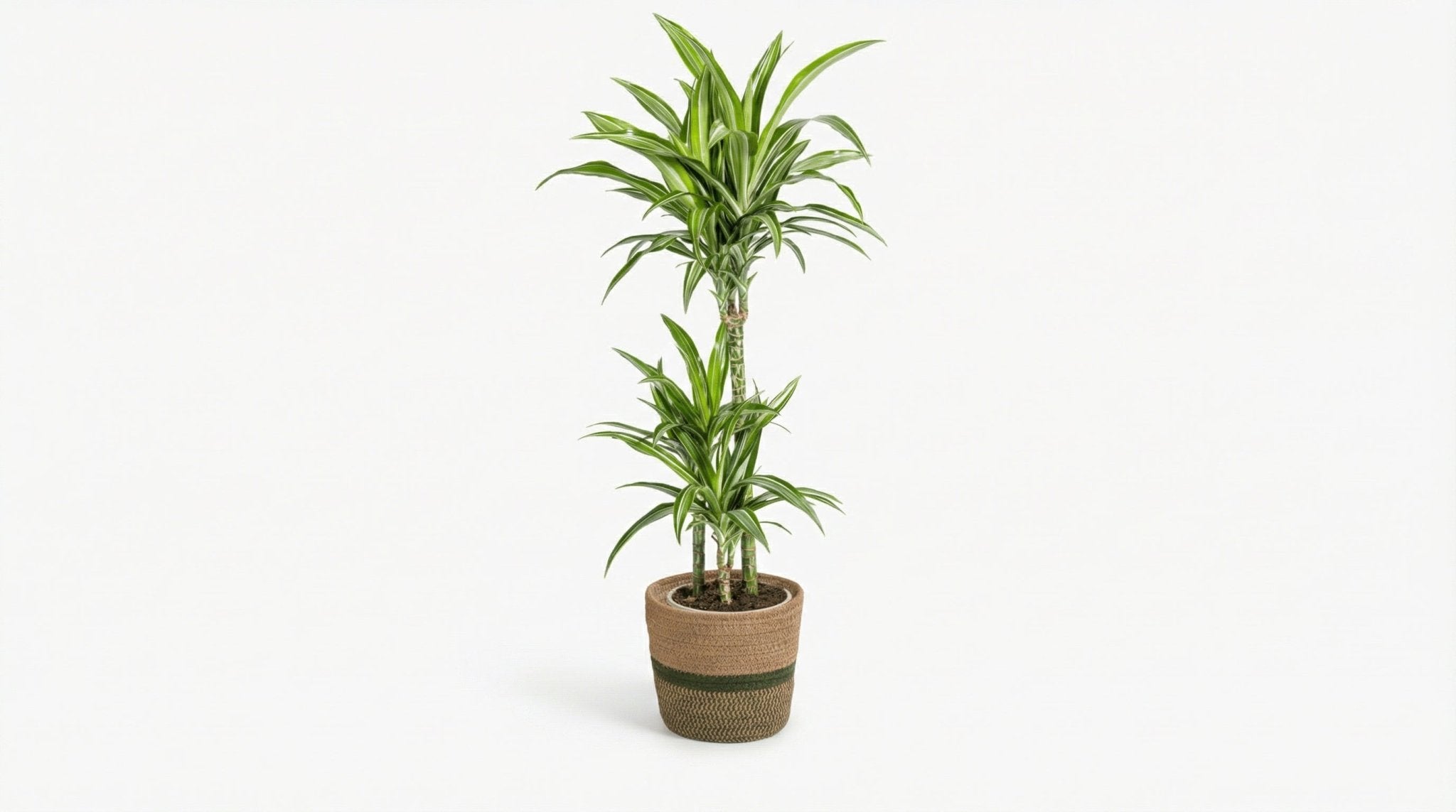 Dracaena Deremensis 'White Stripe' (met mand) P 21 H 90 tot 110 cm - 48768 - PlantenShop24