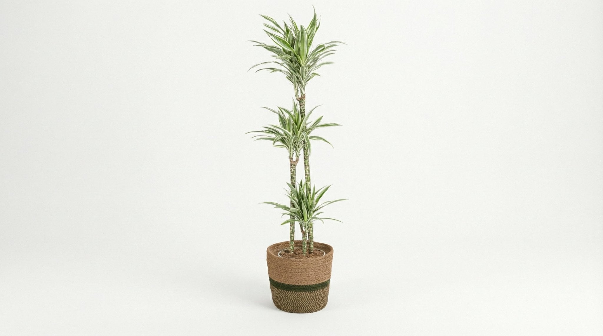 Dracaena Deremensis 'White Stripe' (met mand) P 24 H 130 tot 150 cm - 48779 - PlantenShop24