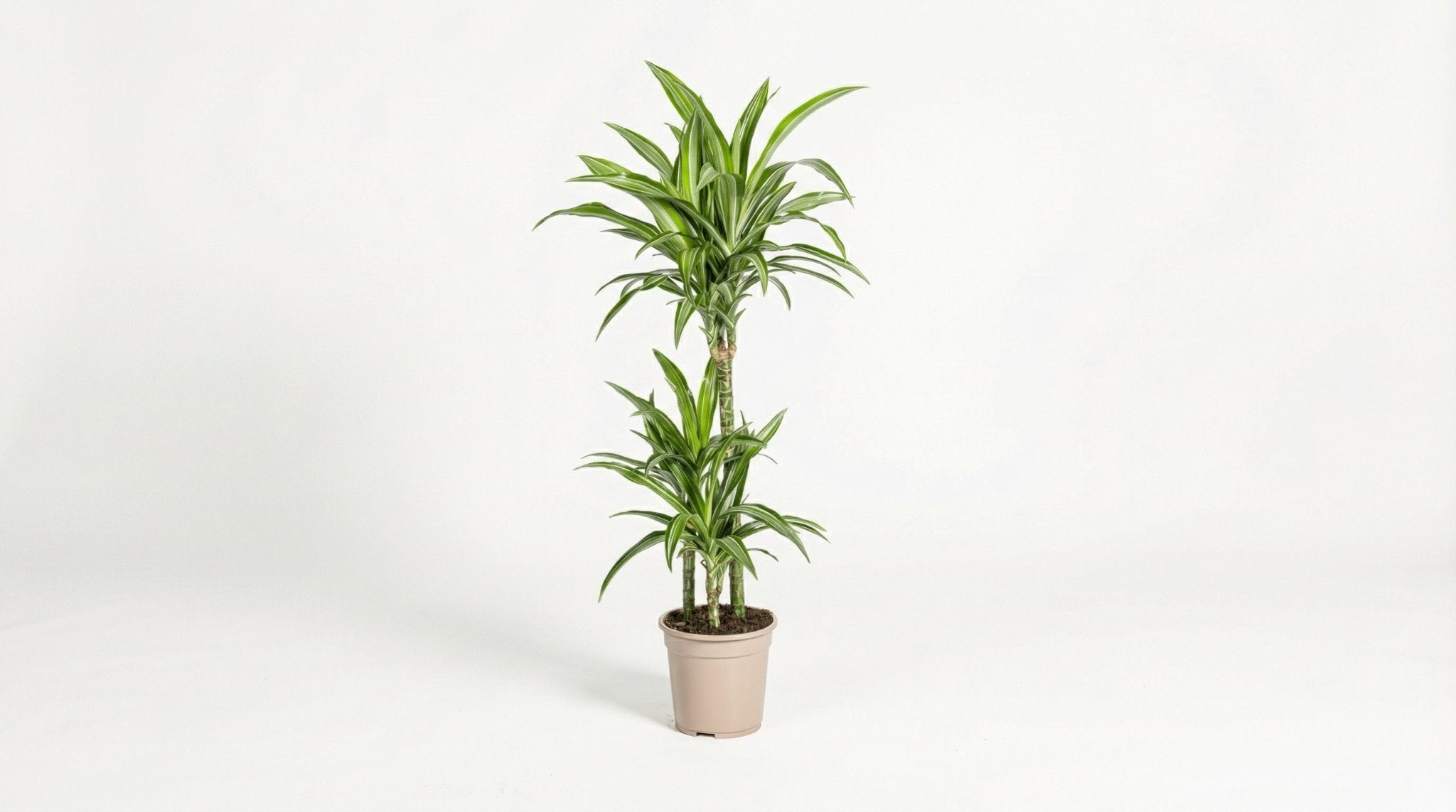 Dracaena Deremensis 'White Stripe' P 21 H 90 tot 110 cm - 39763 - PlantenShop24