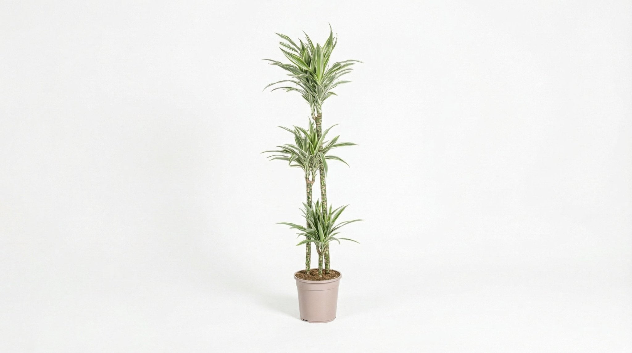 Dracaena Deremensis 'White Stripe' P 24 H 130 tot 150 cm - 39765 - PlantenShop24