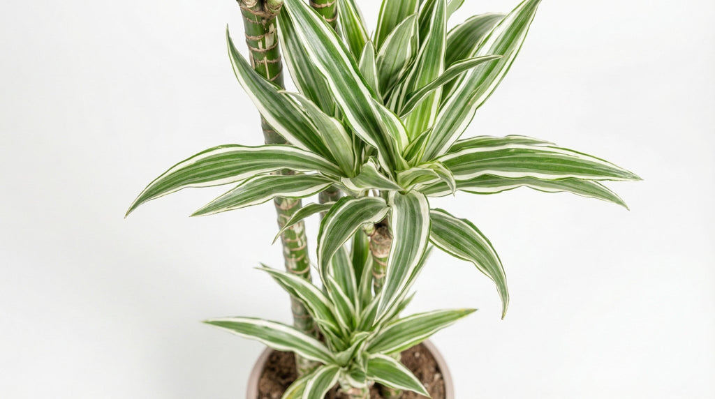 Dracaena Deremensis 'White Stripe' P 27 H 170 tot 190 cm - 45248 - PlantenShop24