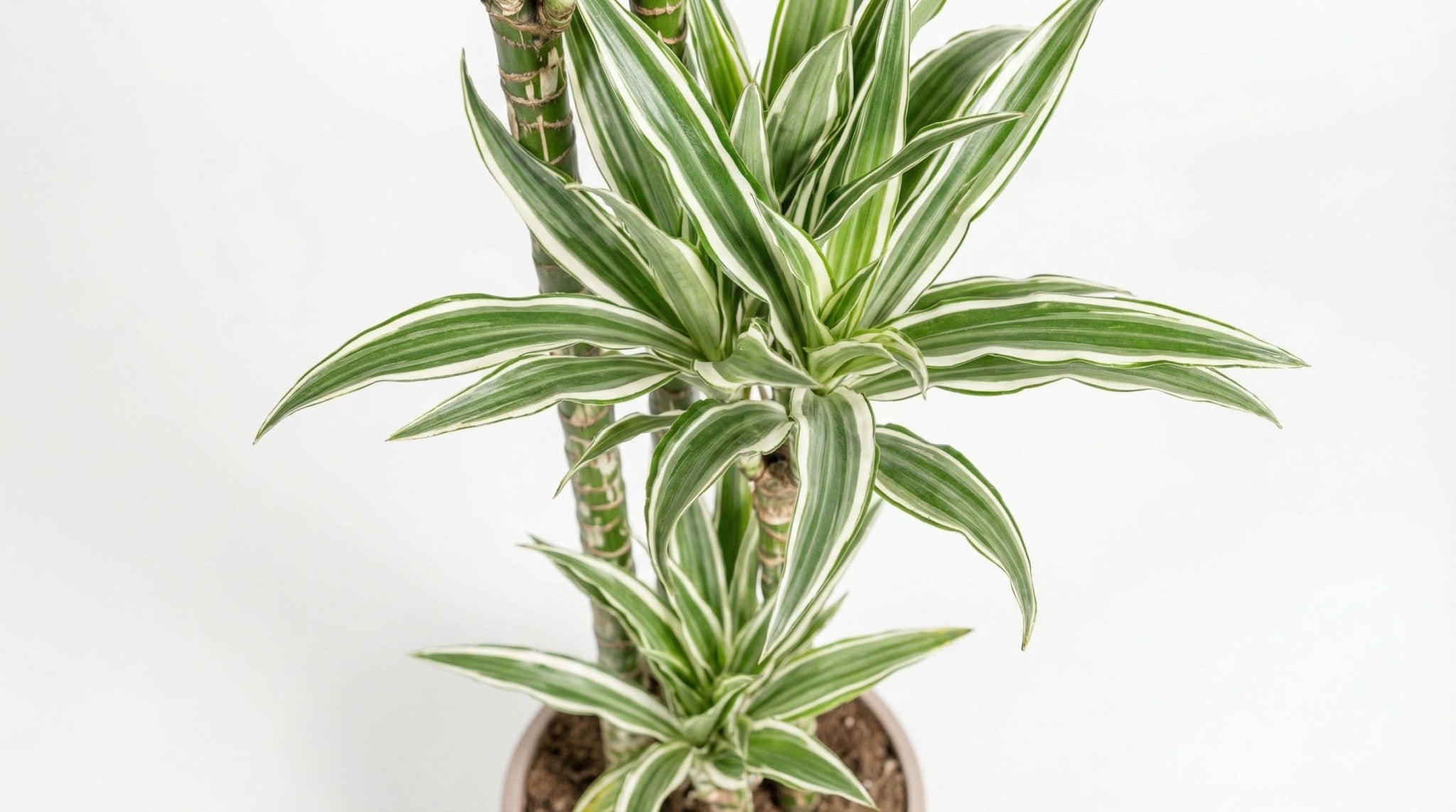 Dracaena Deremensis 'White Stripe' P 27 H 170 tot 190 cm - 45248 - PlantenShop24