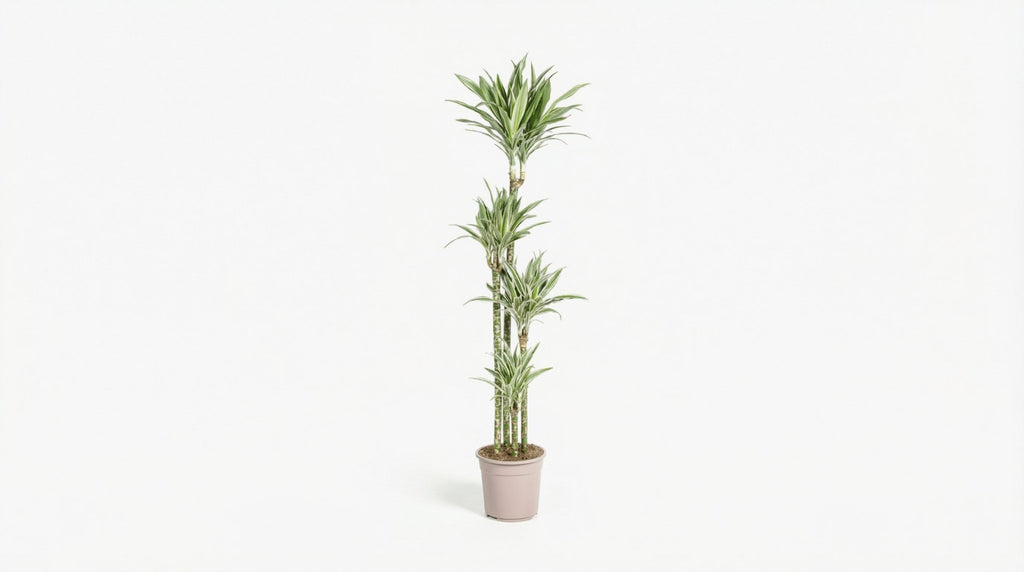 Dracaena Deremensis 'White Stripe' P 27 H 170 tot 190 cm - 45248 - PlantenShop24