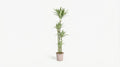 Dracaena Deremensis 'White Stripe' P 27 H 170 tot 190 cm - 45248 - PlantenShop24