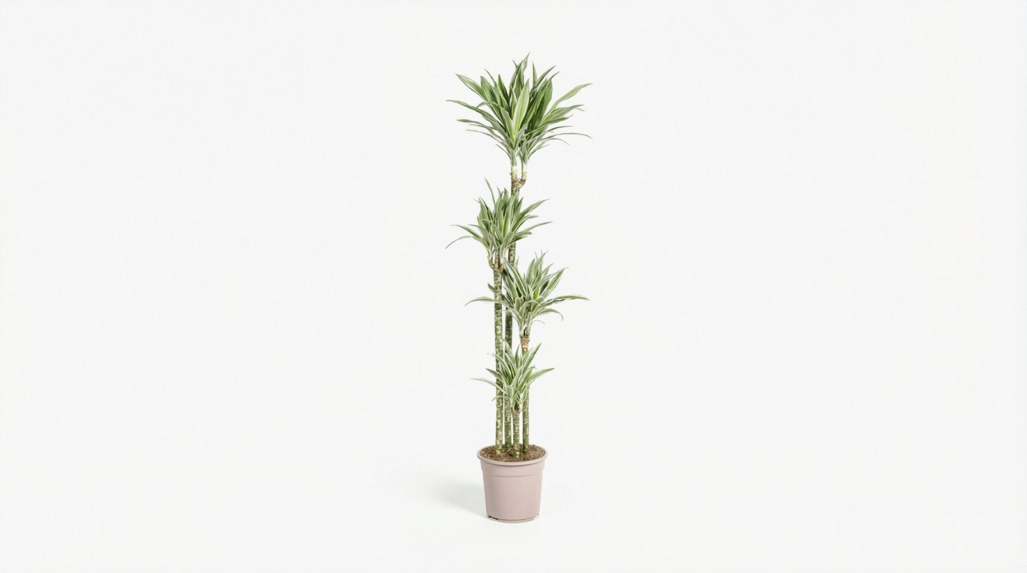 Dracaena Deremensis 'White Stripe' P 27 H 170 tot 190 cm - 45248 - PlantenShop24