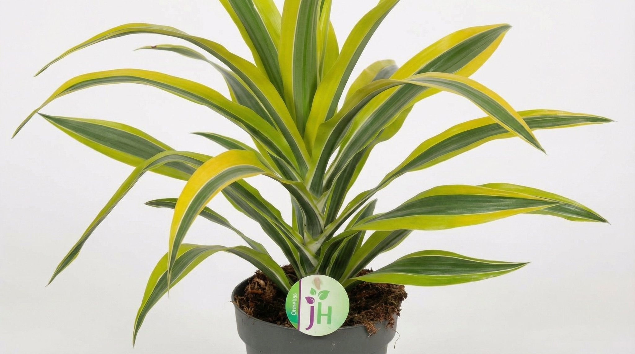 Dracaena Fragrans 'Lemon Lime' P 17 H 40 cm - 2860 - PlantenShop24