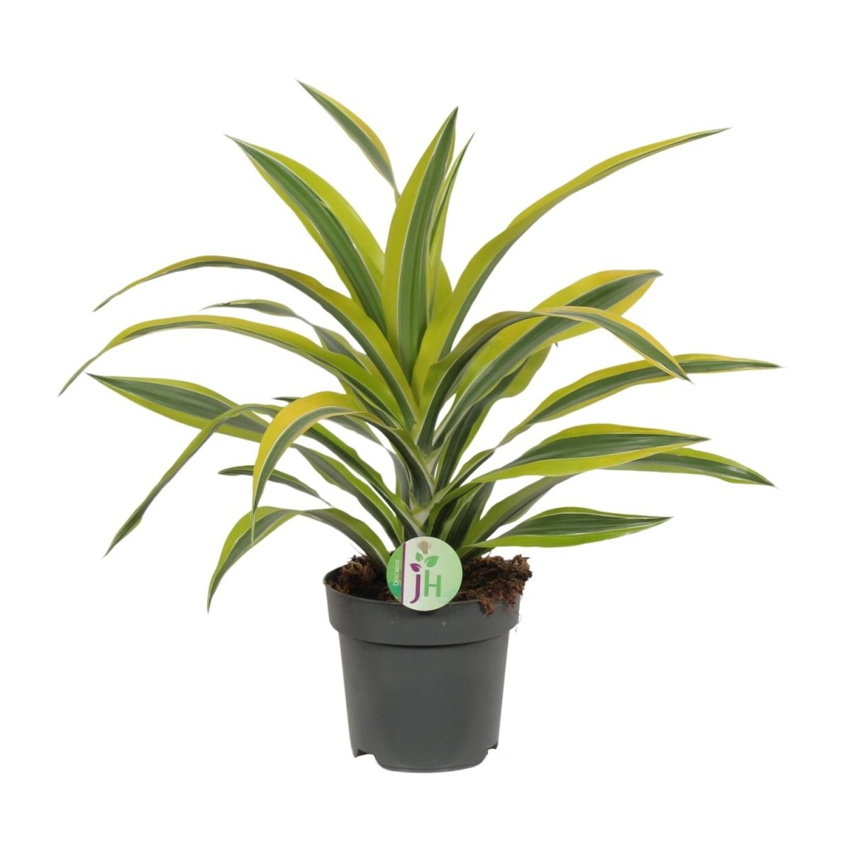 Dracaena Fragrans 'Lemon Lime' P 17 H 40 cm - 2860 - PlantenShop24