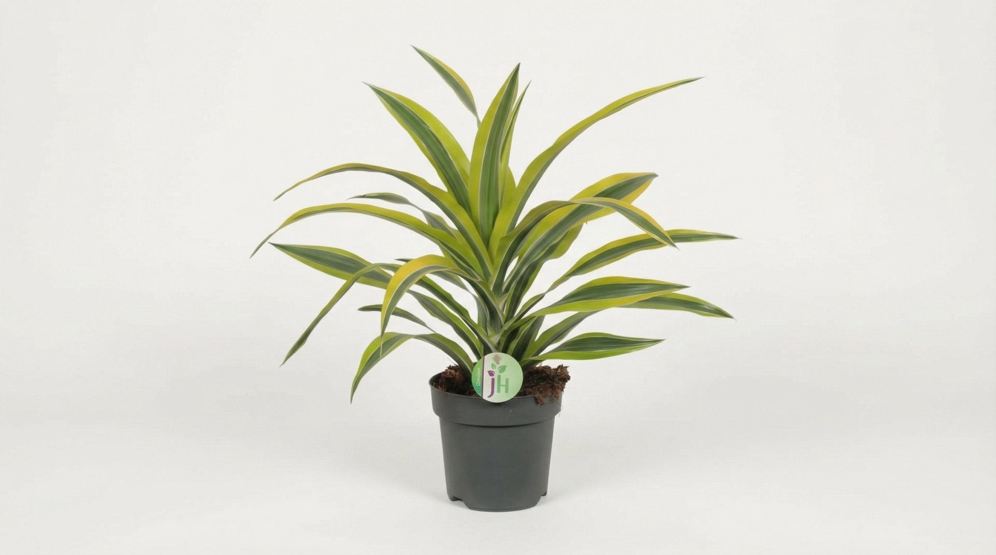 Dracaena Fragrans 'Lemon Lime' P 17 H 40 cm - 2860 - PlantenShop24