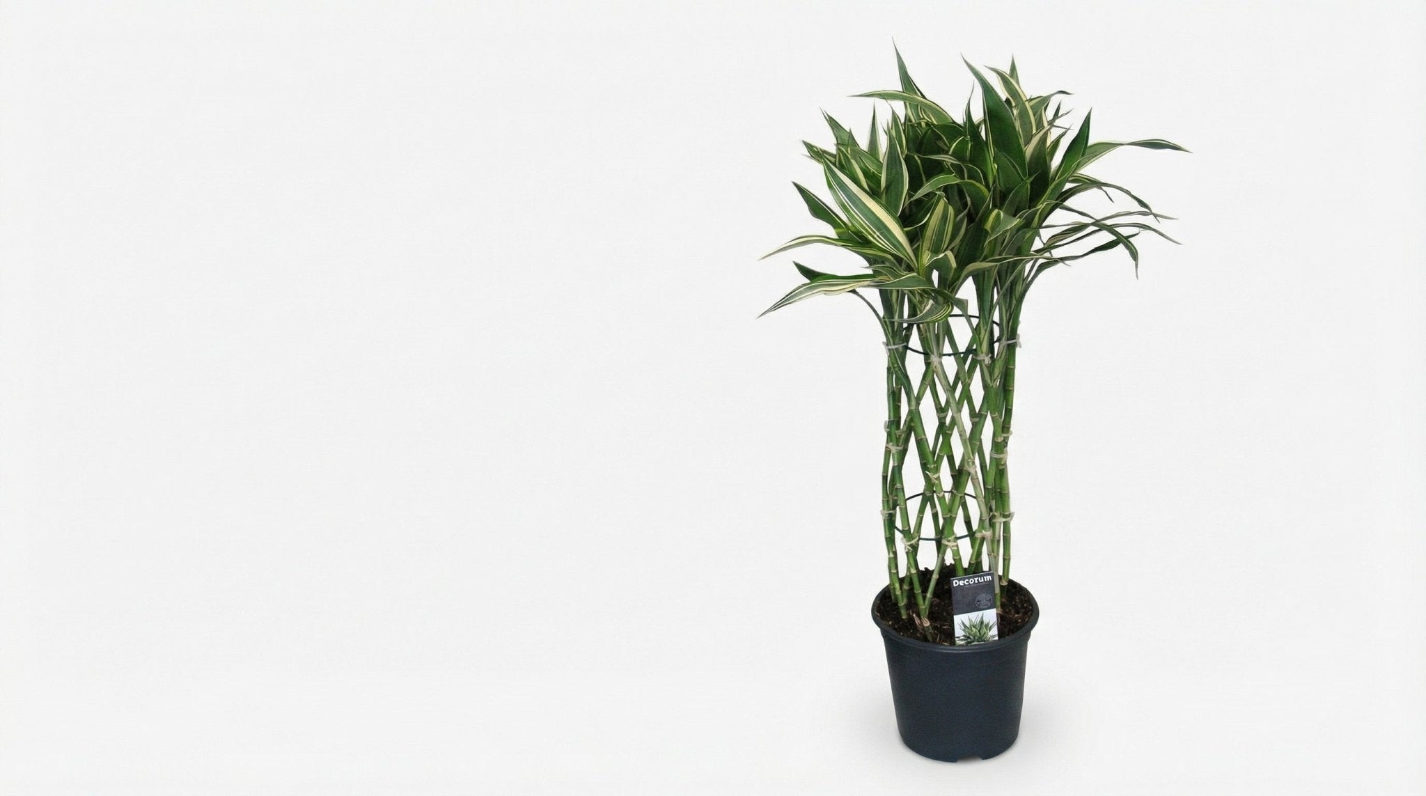 Dracaena Godsefiana P 19 H 75 cm - 9967 - PlantenShop24
