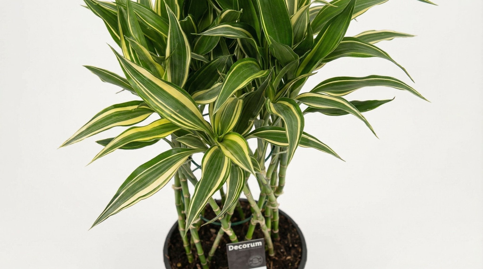 Dracaena Godsefiana P 19 H 75 cm - 9967 - PlantenShop24