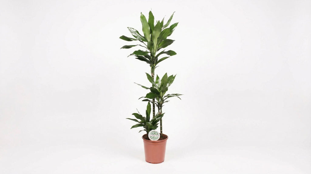 Dracaena Janet Lind H 130 cm - 15789 - PlantenShop24