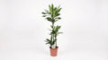 Dracaena Janet Lind H 130 cm - 15789 - PlantenShop24