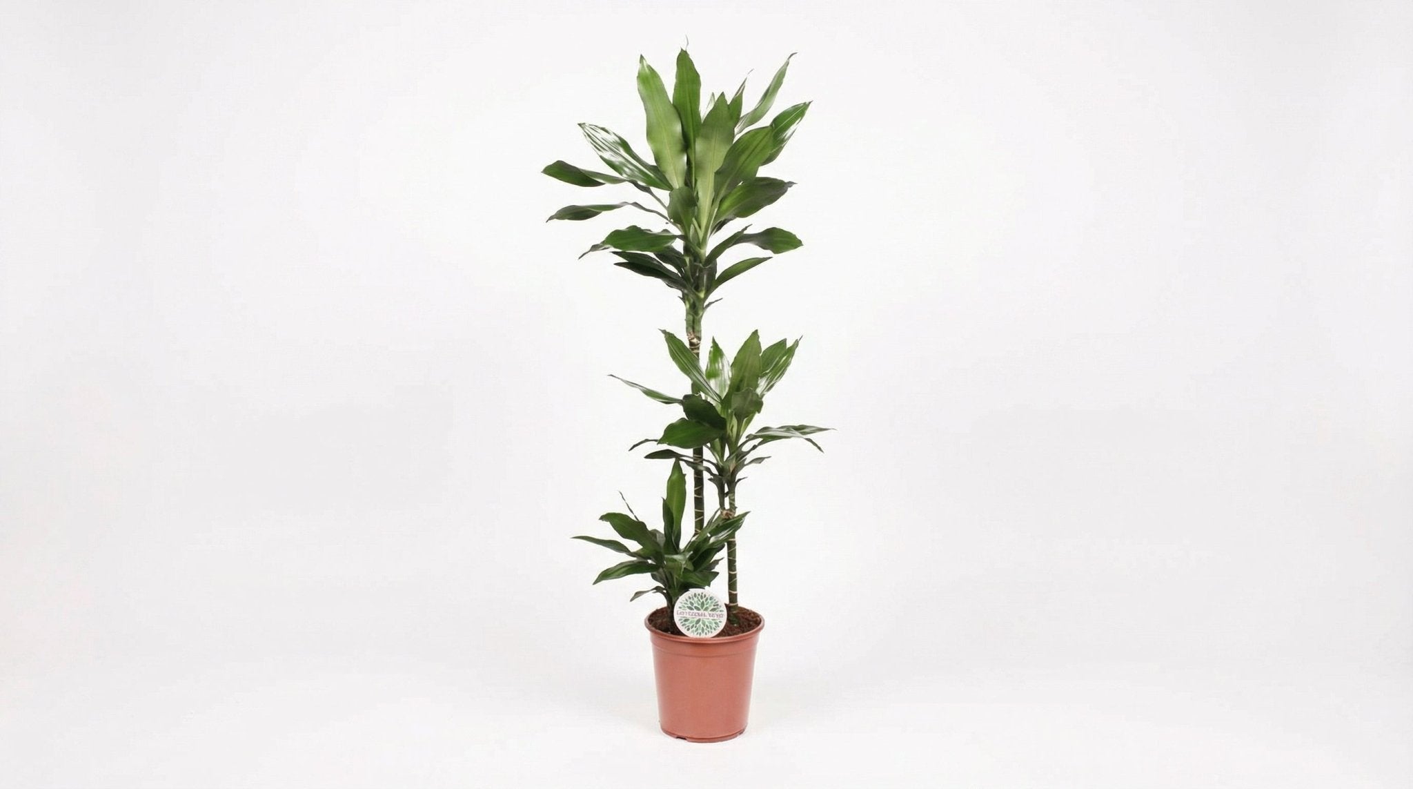 Dracaena Janet Lind H 130 cm - 15789 - PlantenShop24