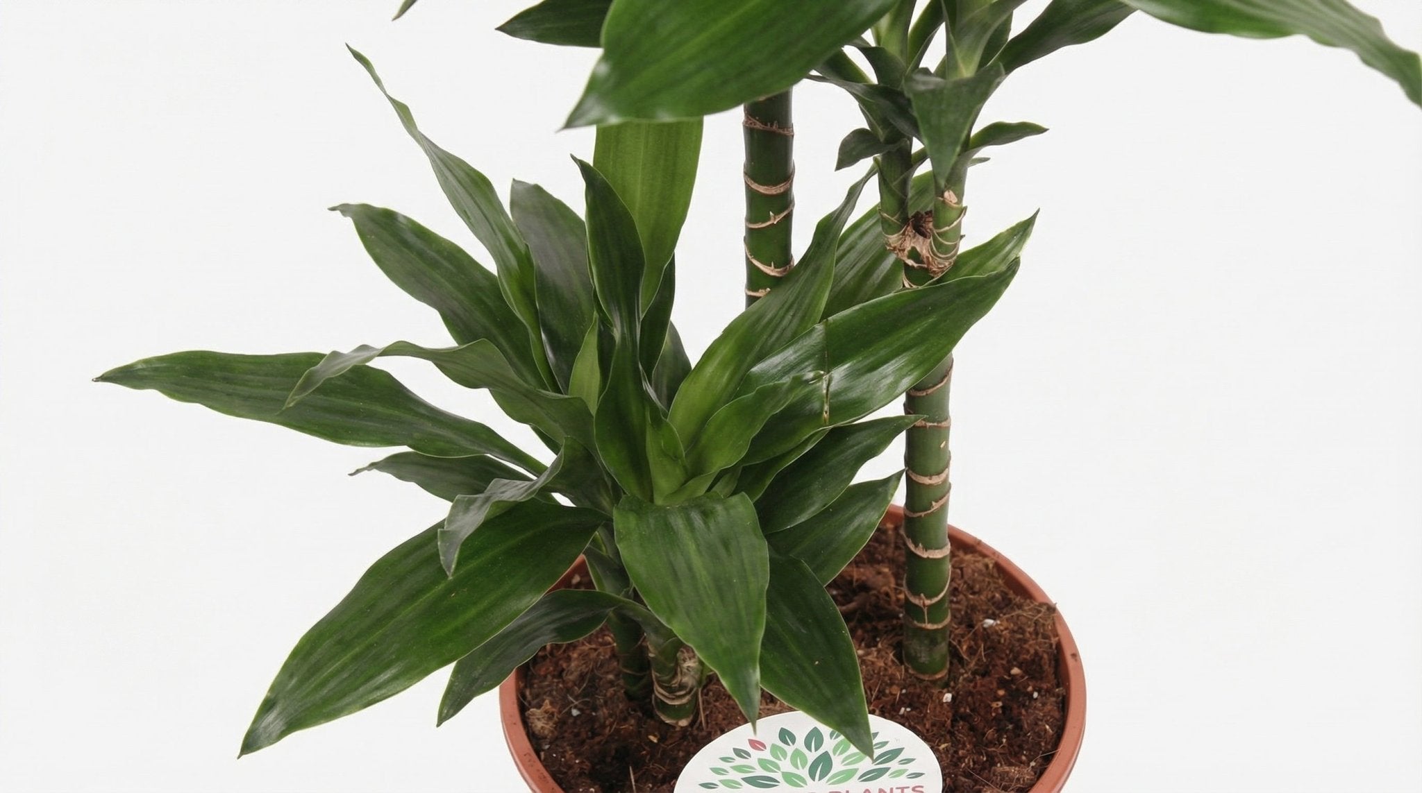 Dracaena Janet Lind H 130 cm - 15789 - PlantenShop24
