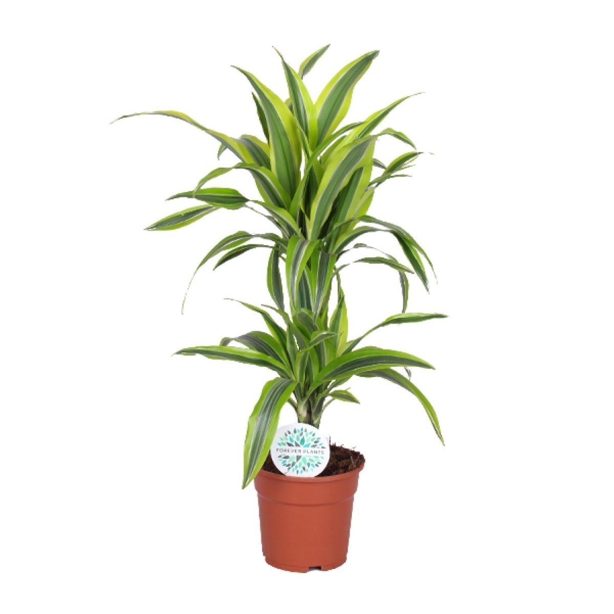 Dracaena Lemon Lime P 17 H 65 cm - 19173 - PlantenShop24