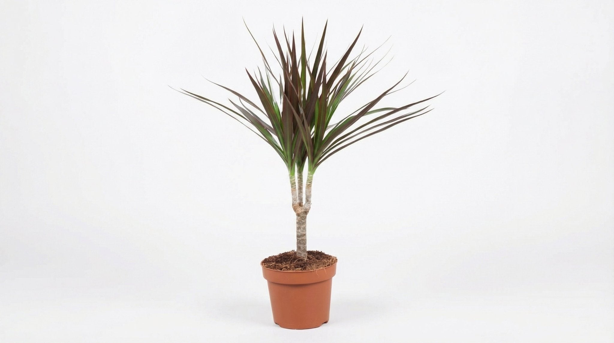 Dracaena 'Magenta' P 12 H 50 cm - 10776 - PlantenShop24
