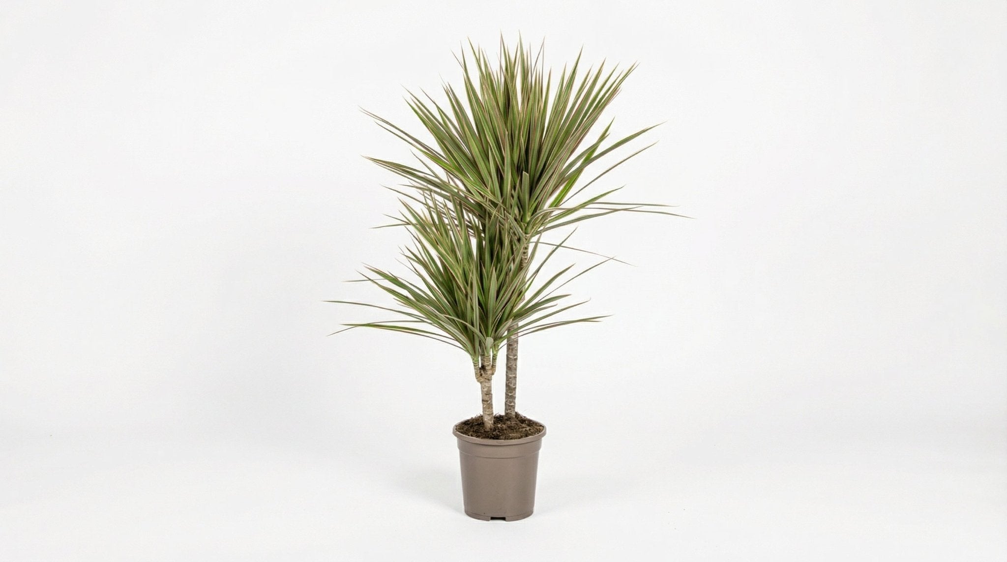 Dracaena Marginata 'Bicolor' P 17 H 50 tot 70 cm - 45260 - PlantenShop24