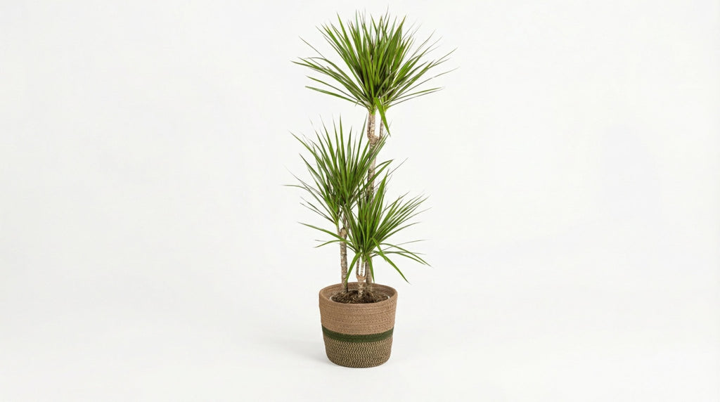 Dracaena Marginata Green (met mand) P 21 H 110 tot 130 cm - 48775 - PlantenShop24