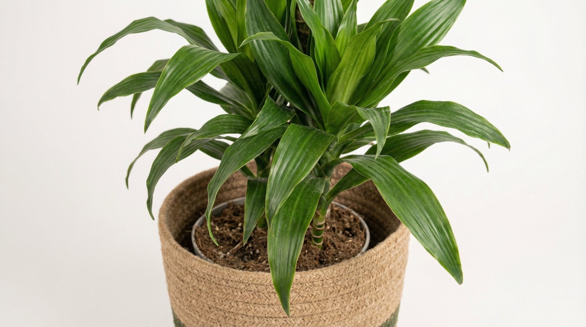 Dracaena Marginata Green (met mand) P 24 H 130 tot 150 cm - 48776 - PlantenShop24