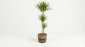 Dracaena Marginata Green (met mand) P 24 H 130 tot 150 cm - 48776 - PlantenShop24