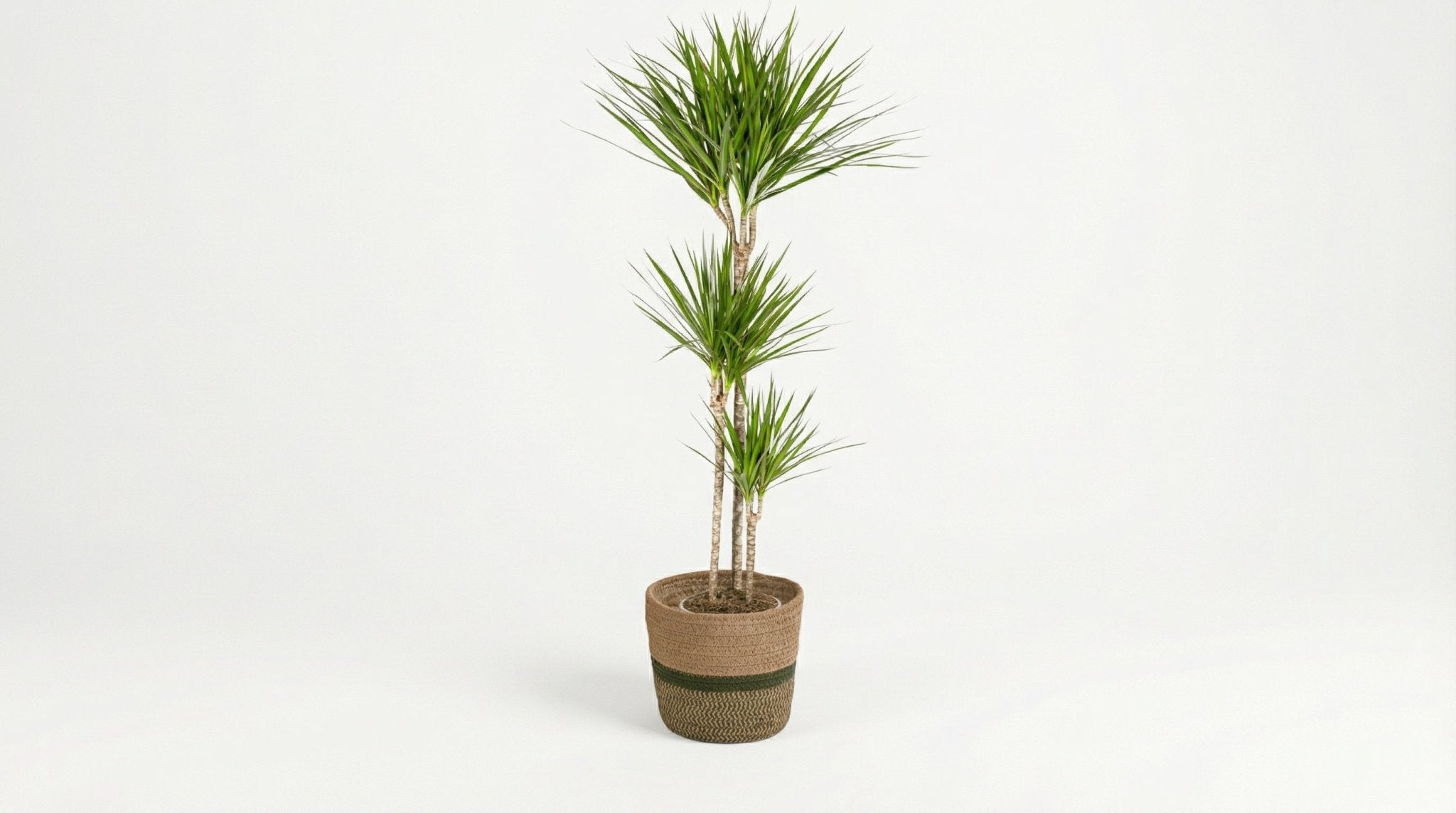 Dracaena Marginata Green (met mand) P 24 H 130 tot 150 cm - 48776 - PlantenShop24