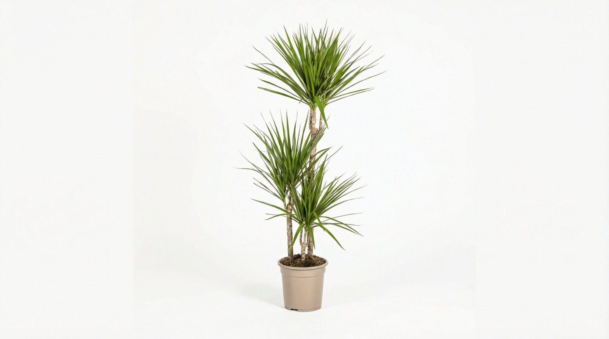 Dracaena Marginata 'Green' P 21 H 110 tot 130 cm - 39777 - PlantenShop24