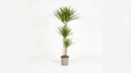 Dracaena Marginata 'Green' P 24 H 130 tot 150 cm - 39779 - PlantenShop24