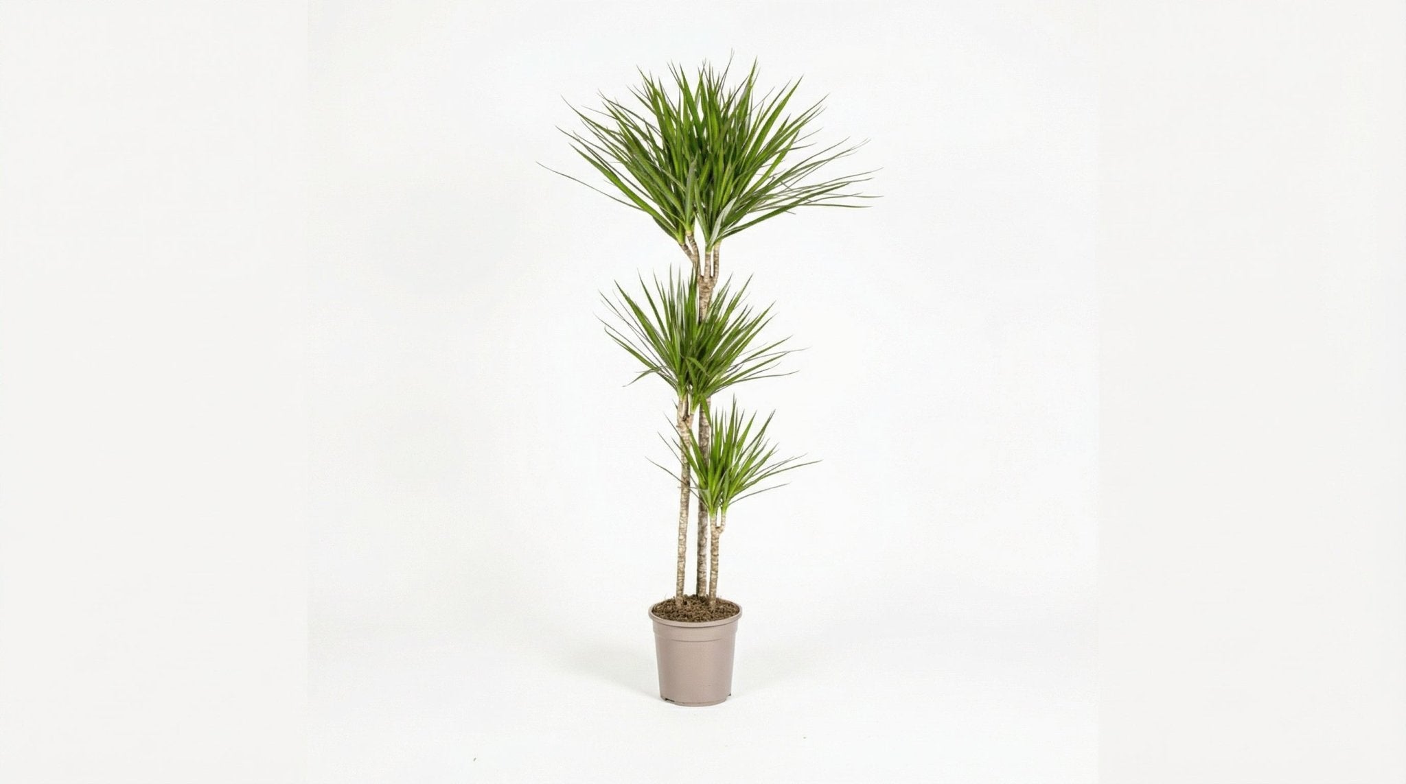Dracaena Marginata 'Green' P 24 H 130 tot 150 cm - 39779 - PlantenShop24