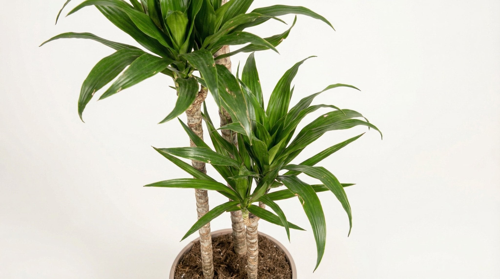 Dracaena Marginata 'Green' P 24 H 130 tot 150 cm - 39779 - PlantenShop24