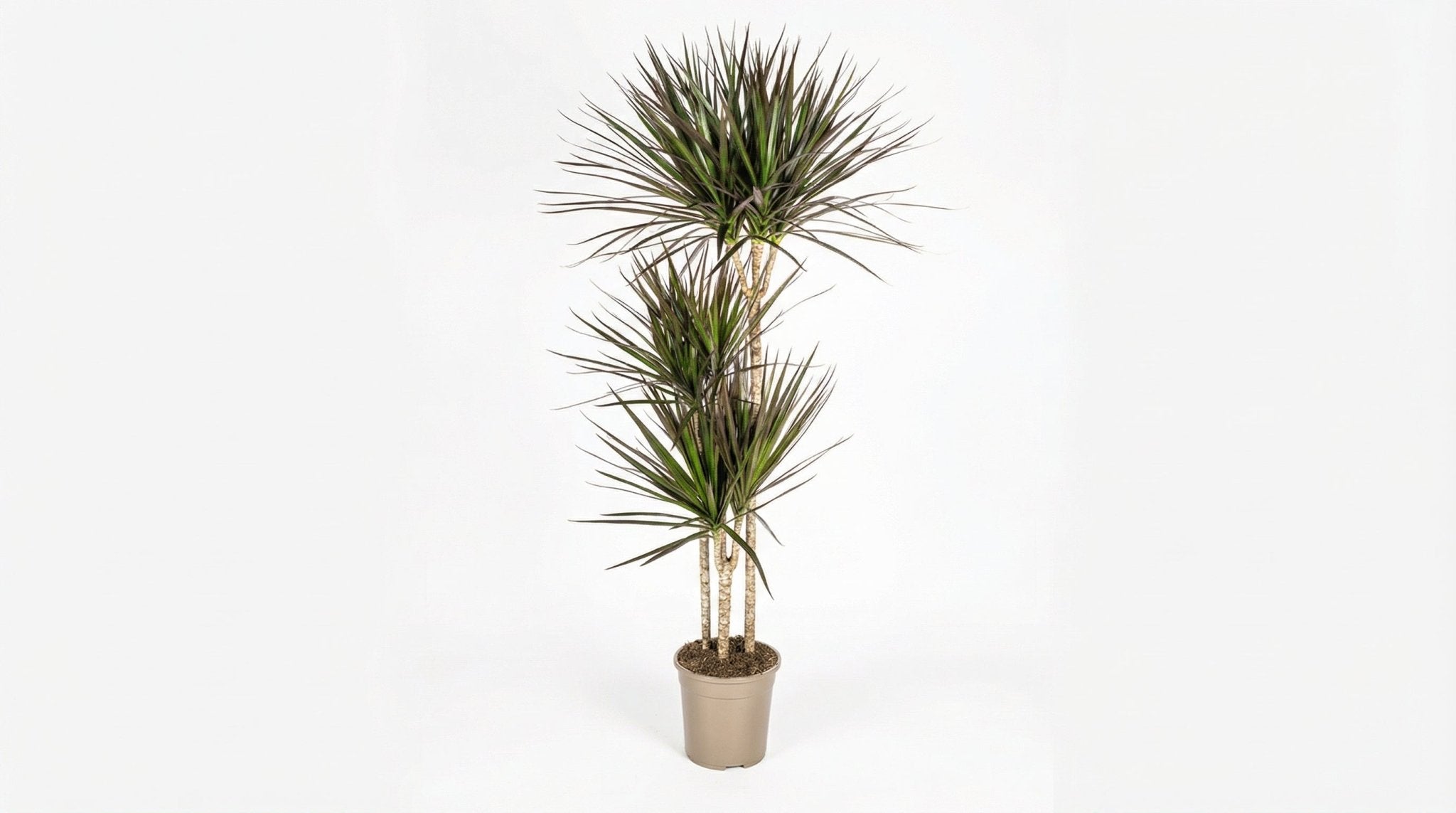 Dracaena Marginata 'Magenta' H 130 tot 150 cm - 39783 - PlantenShop24