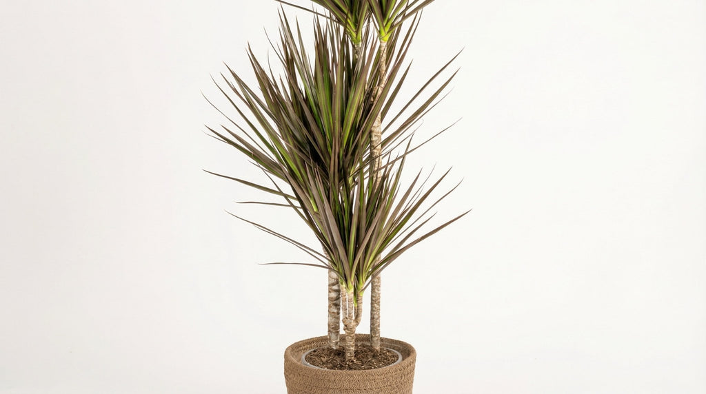 Dracaena Marginata 'Magenta' (met mand) P 21 H 110 tot 130 cm - 48766 - PlantenShop24