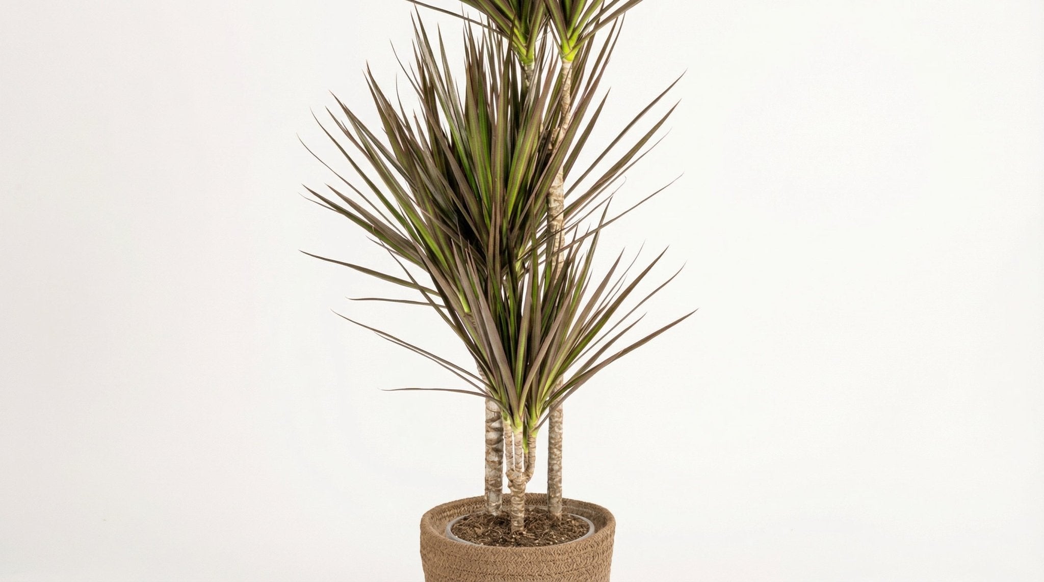 Dracaena Marginata 'Magenta' (met mand) P 21 H 110 tot 130 cm - 48766 - PlantenShop24