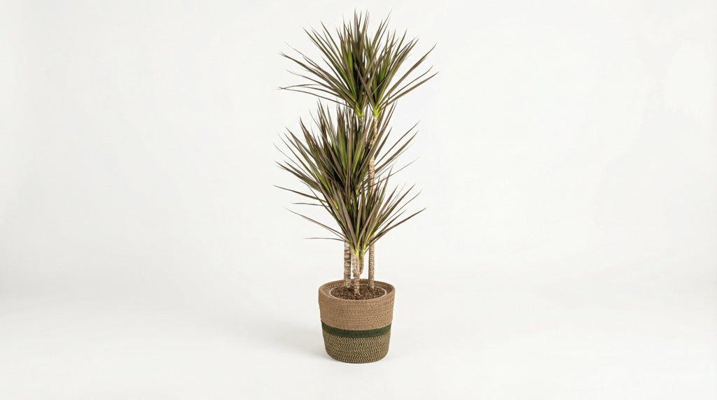 Dracaena Marginata 'Magenta' (met mand) P 21 H 110 tot 130 cm - 48766 - PlantenShop24