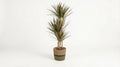 Dracaena Marginata 'Magenta' (met mand) P 21 H 110 tot 130 cm - 48766 - PlantenShop24