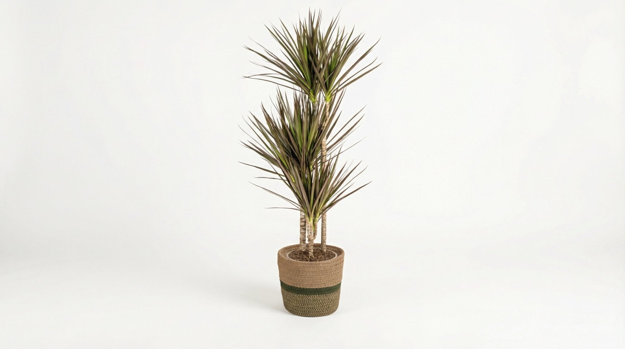 Dracaena Marginata 'Magenta' (met mand) P 21 H 110 tot 130 cm - 48766 - PlantenShop24