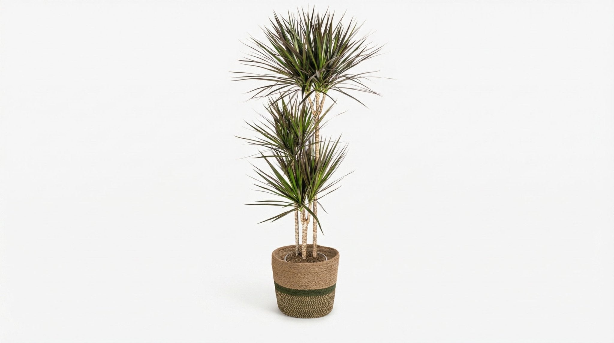 Dracaena Marginata 'Magenta' (met mand) P 24 H 130 tot 150 cm - 48778 - PlantenShop24