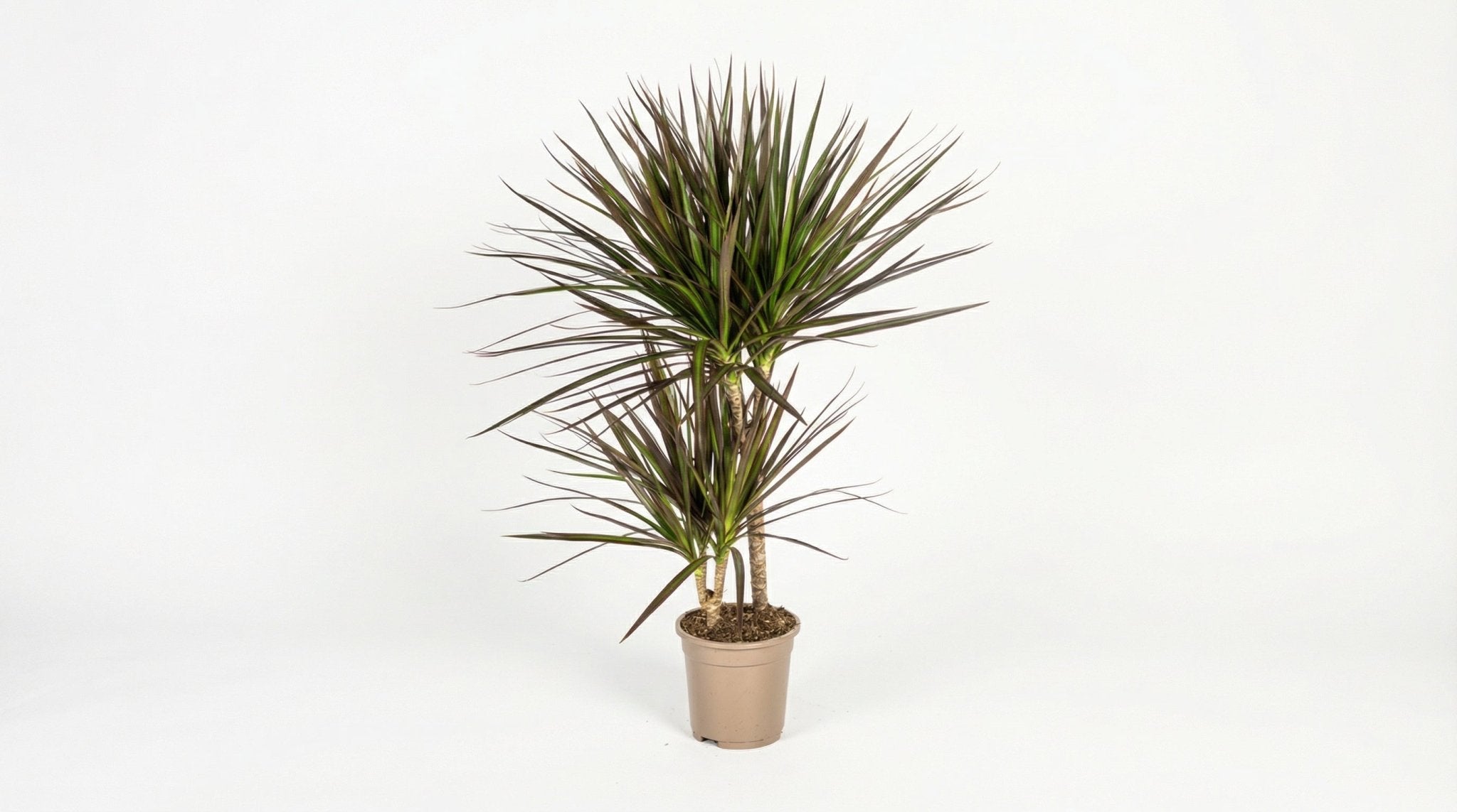 Dracaena Marginata 'Magenta' P 17 H 50 tot 70 cm - 45264 - PlantenShop24