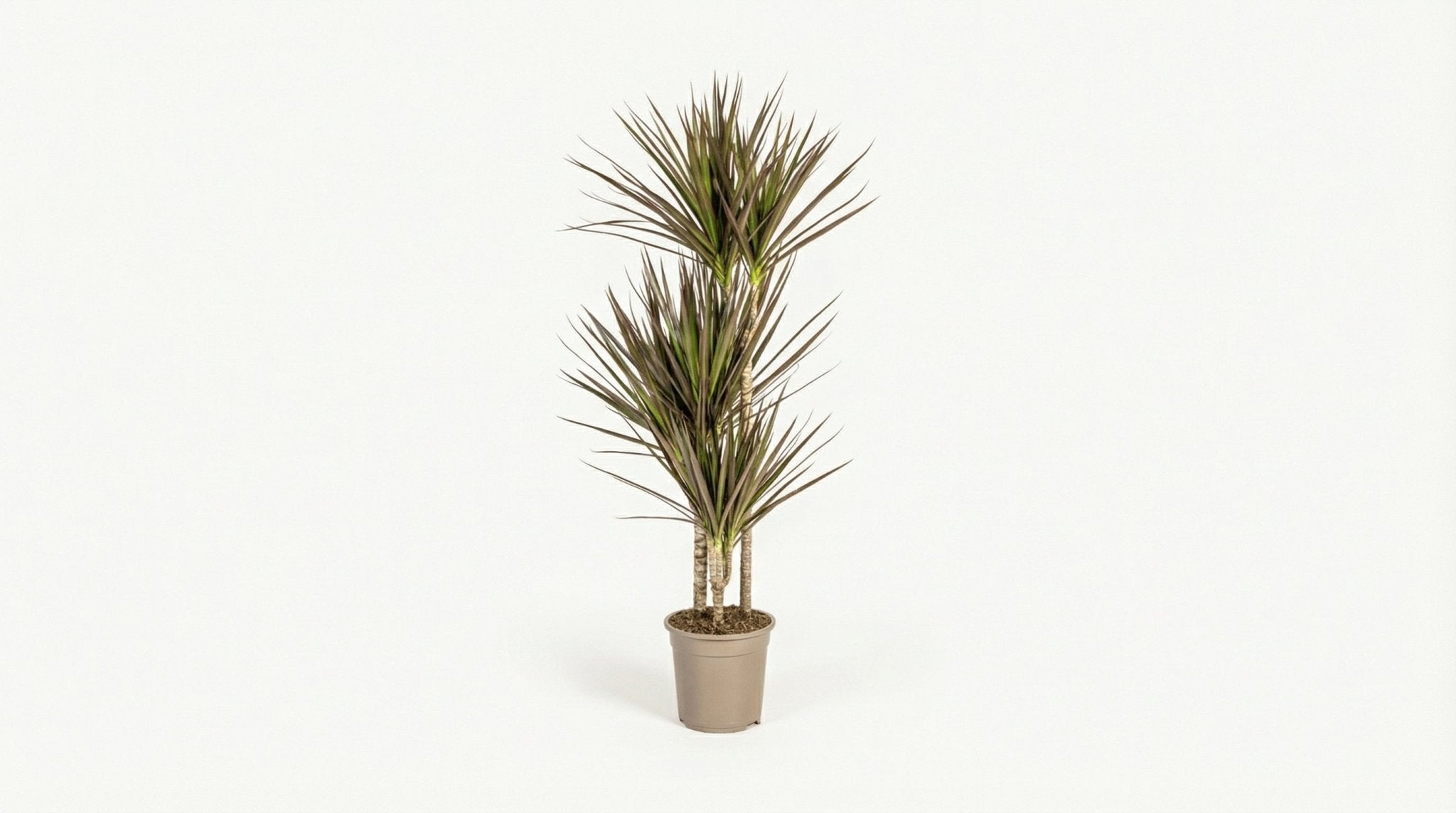Dracaena Marginata 'Magenta' P 21 H 110 tot 130 cm - 39781 - PlantenShop24