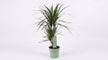 Dracaena Marginata P 17 H 70 cm - 10761 - PlantenShop24