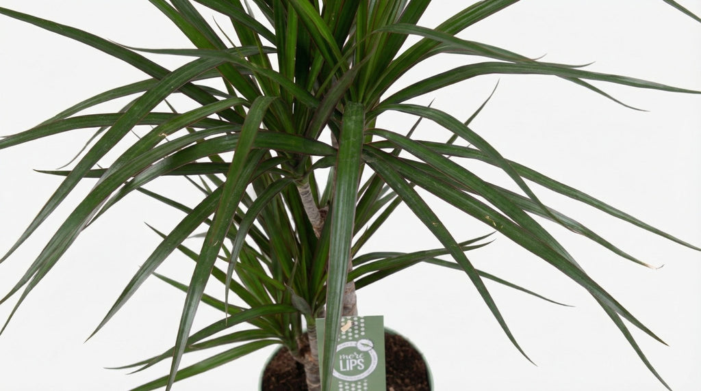 Dracaena Marginata P 17 H 70 cm - 10761 - PlantenShop24