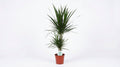 Dracaena Marginata P 17 H 75 cm - 15841 - PlantenShop24