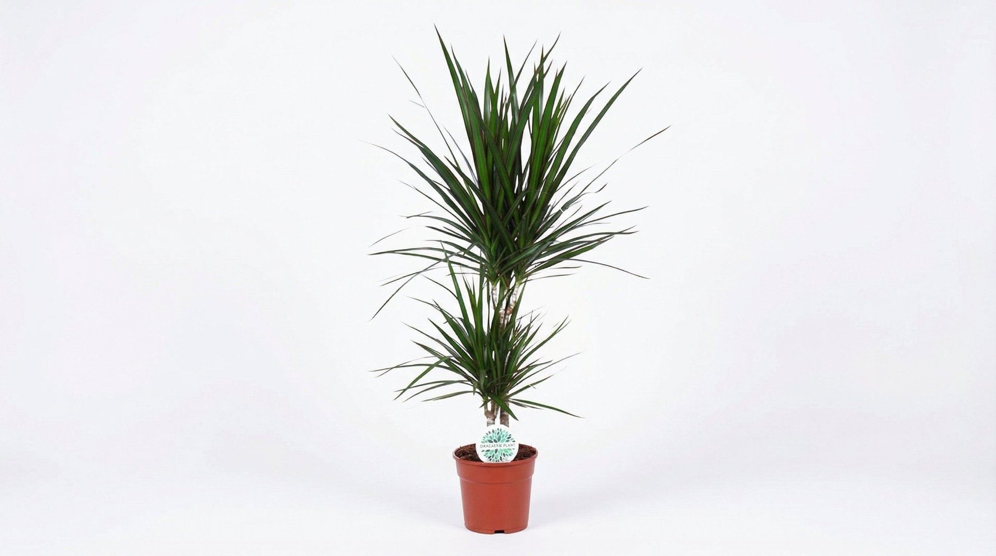 Dracaena Marginata P 17 H 75 cm - 15841 - PlantenShop24
